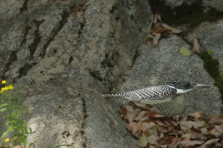 ヤマセミ