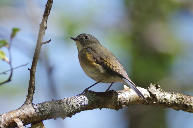 野鳥・ルリビタキ