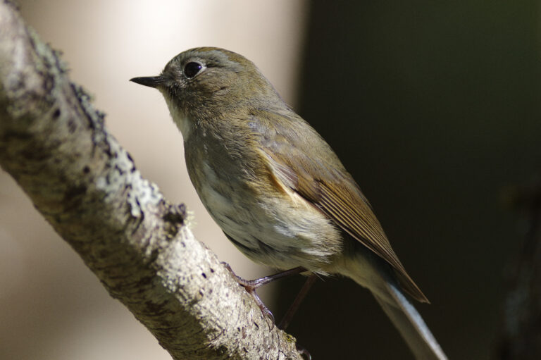 野鳥・ルリビタキ