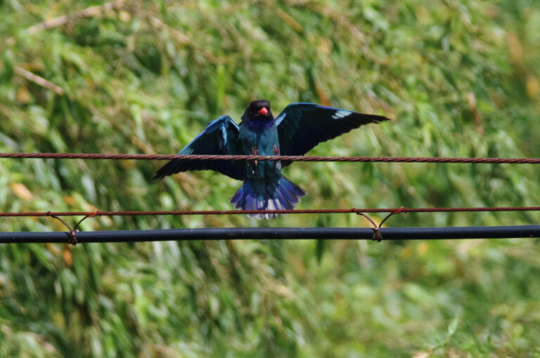 野鳥