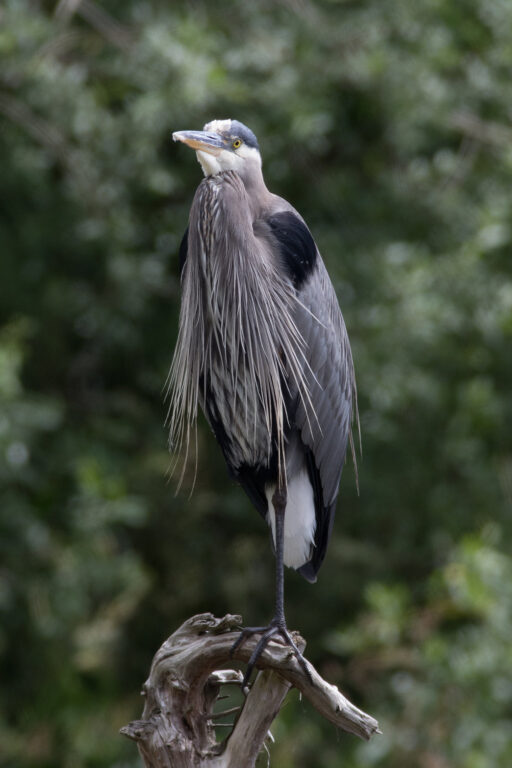 野鳥