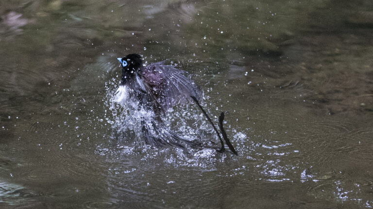 c野鳥画像