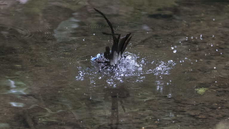 野鳥