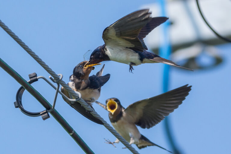 野鳥