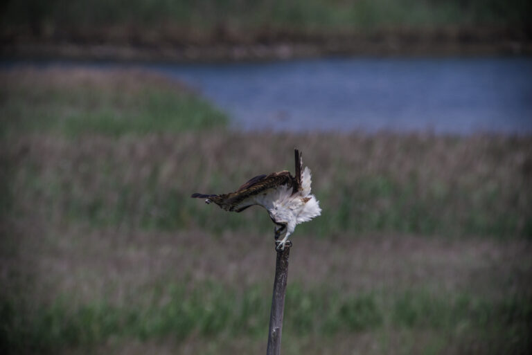 野鳥画像