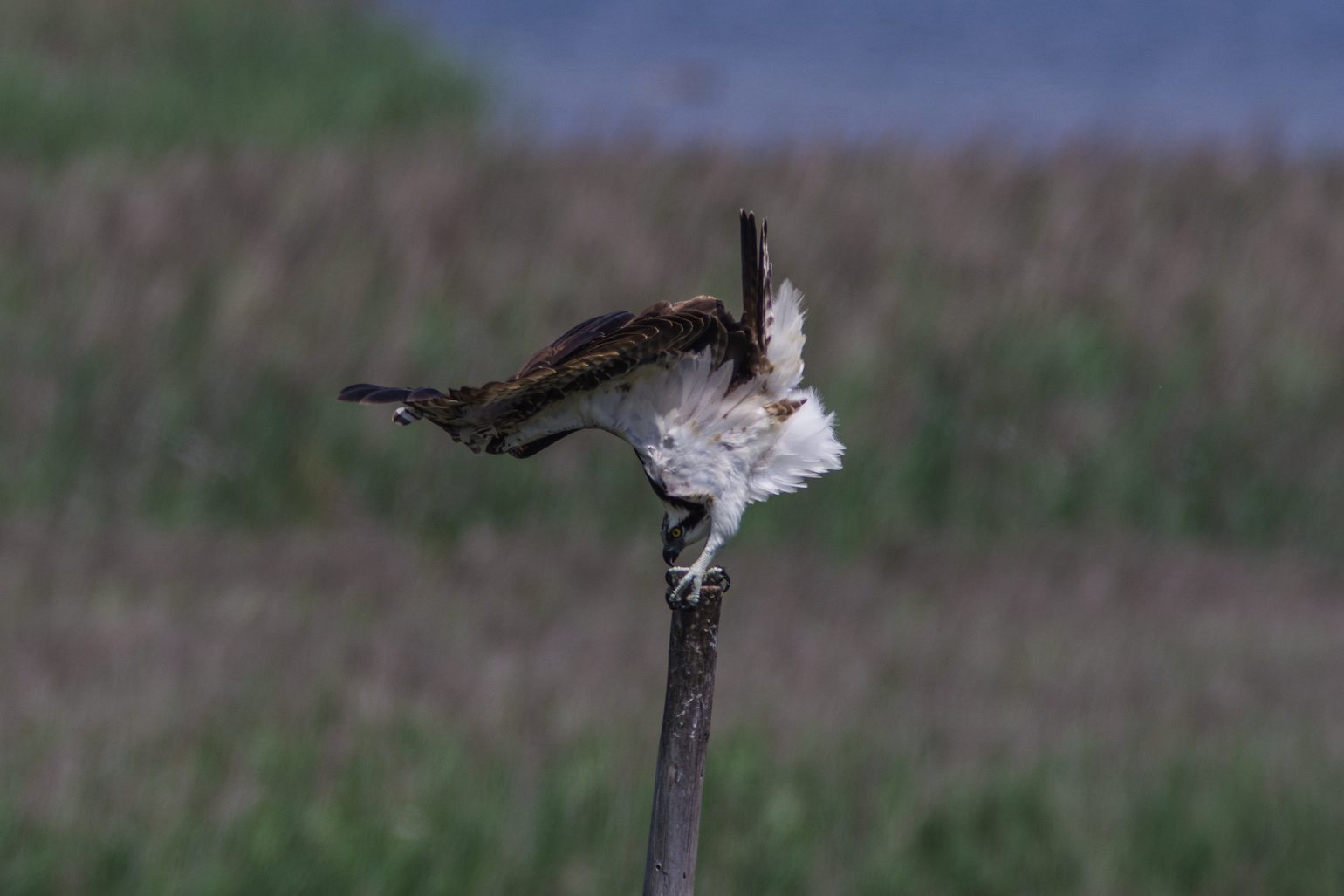 AFボーグ BORG90FLで撮影した野鳥・ミサゴの写真画像