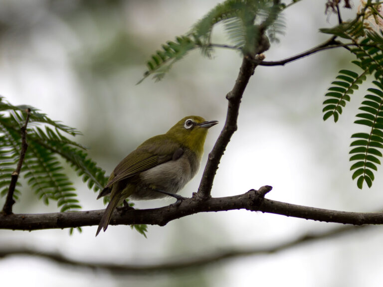 野鳥画像
