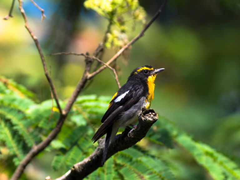 野鳥画像