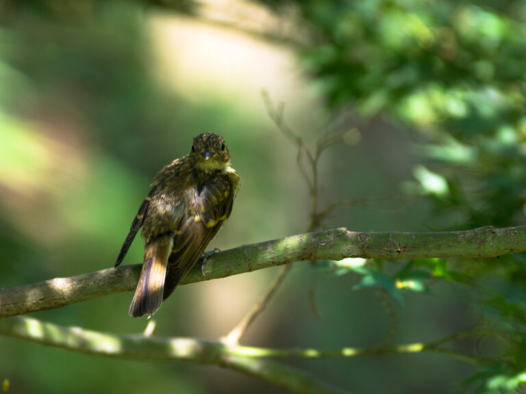 野鳥画像