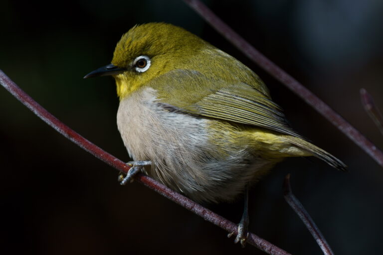 野鳥 画像