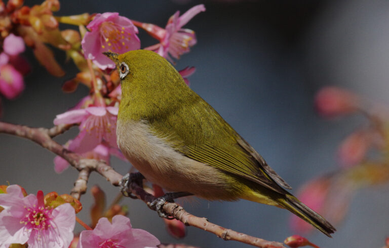 野鳥 画像