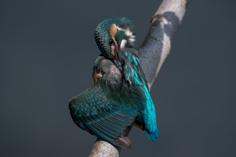 野鳥 画像