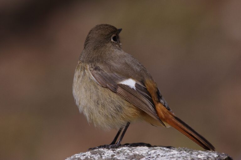 野鳥 画像