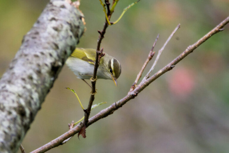 AFボーグ BORG71FLで撮影した野鳥・センダイムシクイの写真画像
