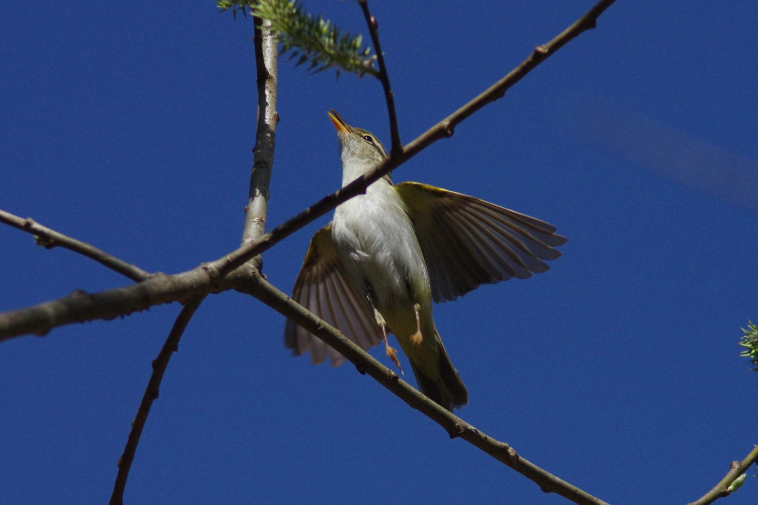 AFボーグ BORG71FLで撮影した野鳥・センダイムシクイの写真画像