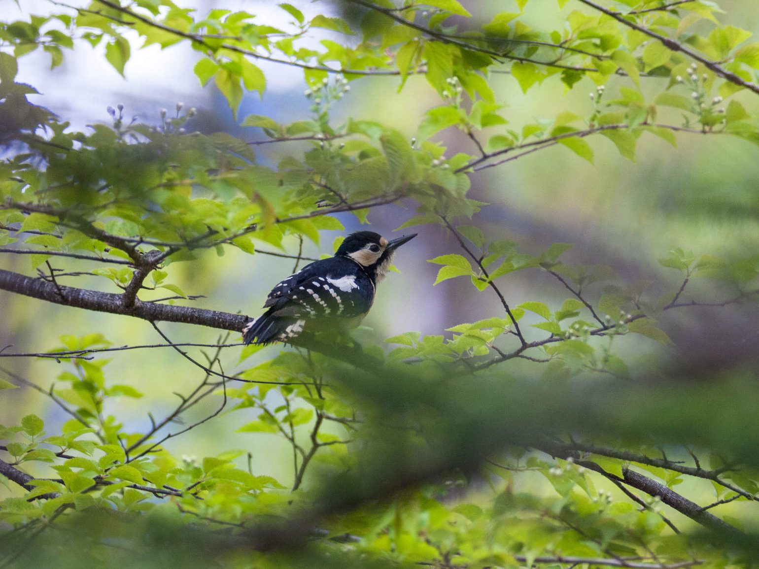 AFボーグ BORG71FLで撮影した野鳥・アカゲラの写真画像