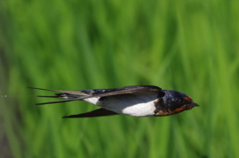 BORGで撮影したツバメの飛翔写真画像