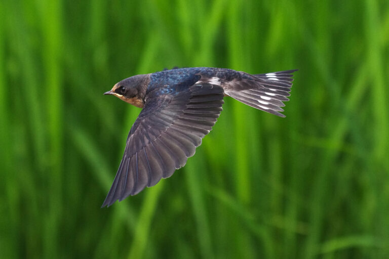 BORGで撮影したツバメの飛翔写真画像