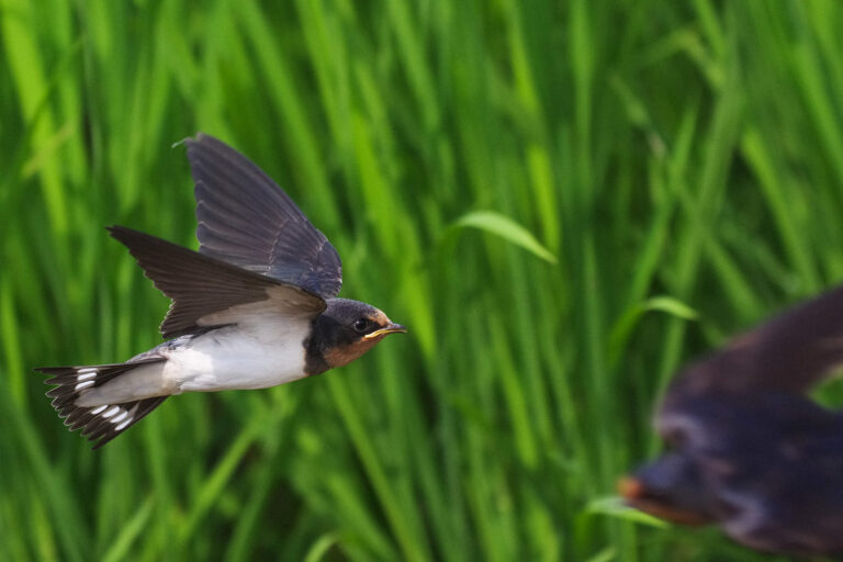 BORGで撮影したツバメの飛翔写真画像