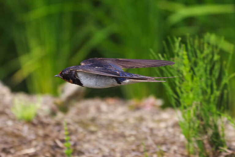 BORGで撮影したツバメの飛翔写真画像