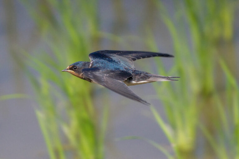 BORGで撮影したツバメの飛翔写真画像