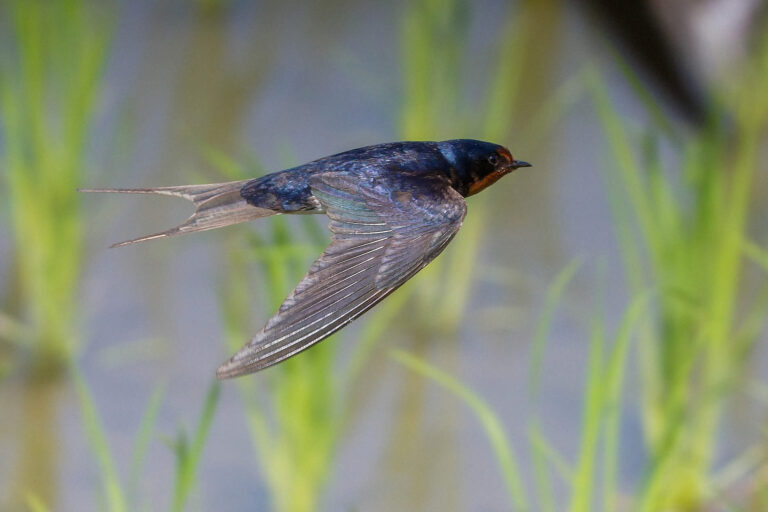 BORGで撮影したツバメの飛翔写真画像