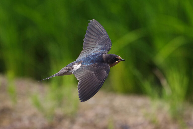 BORGで撮影したツバメの飛翔写真画像