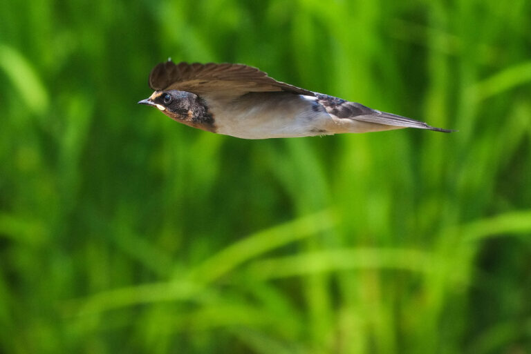 BORGで撮影したツバメの飛翔写真画像