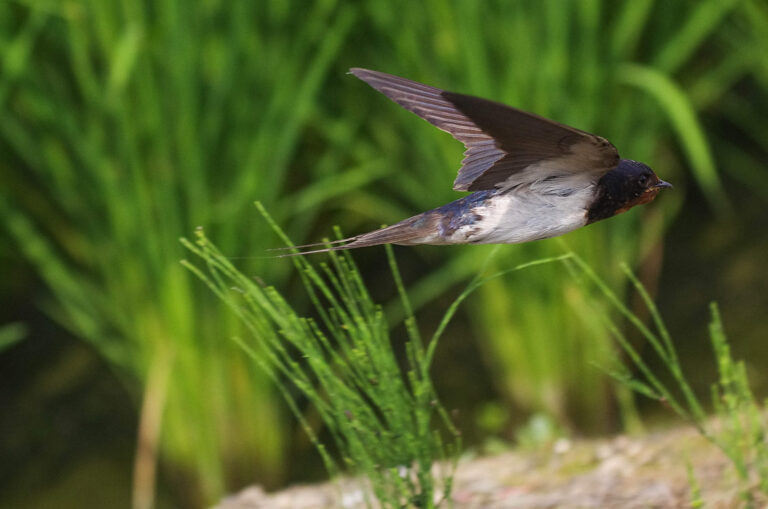 BORGで撮影したツバメの飛翔写真画像