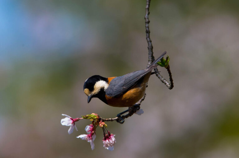 AFボーグ やBORGで撮影した野鳥・ヤマガラの写真画像