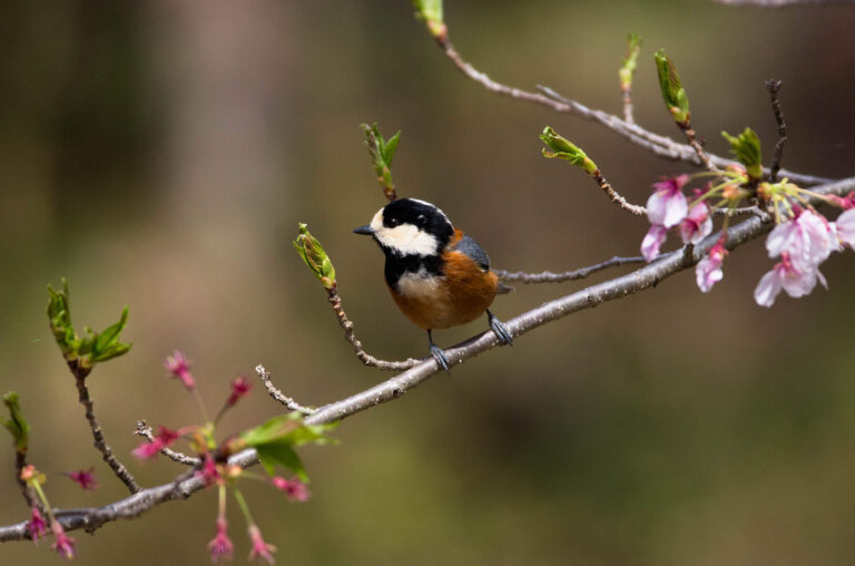 AFボーグ やBORGで撮影した野鳥・ヤマガラの写真画像