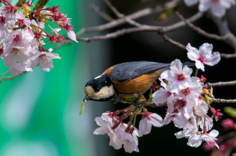 AFボーグ やBORGで撮影した野鳥・ヤマガラの写真画像