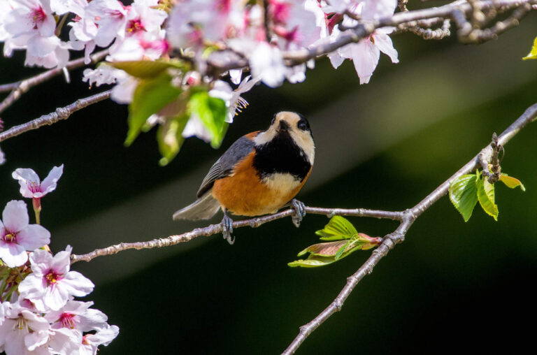 AFボーグ やBORGで撮影した野鳥・ヤマガラの写真画像