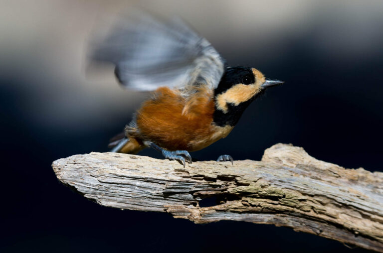 AFボーグ やBORGで撮影した野鳥・ヤマガラの写真画像