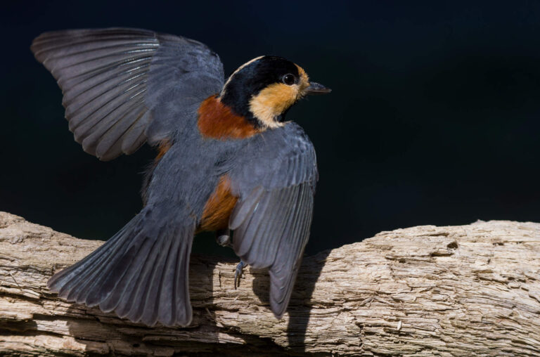 AFボーグ やBORGで撮影した野鳥・ヤマガラの写真画像