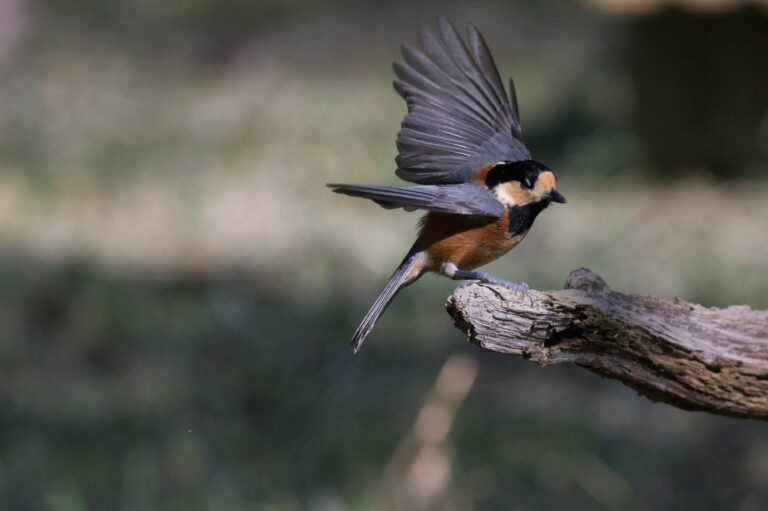 AFボーグ やBORGで撮影した野鳥・ヤマガラの写真画像
