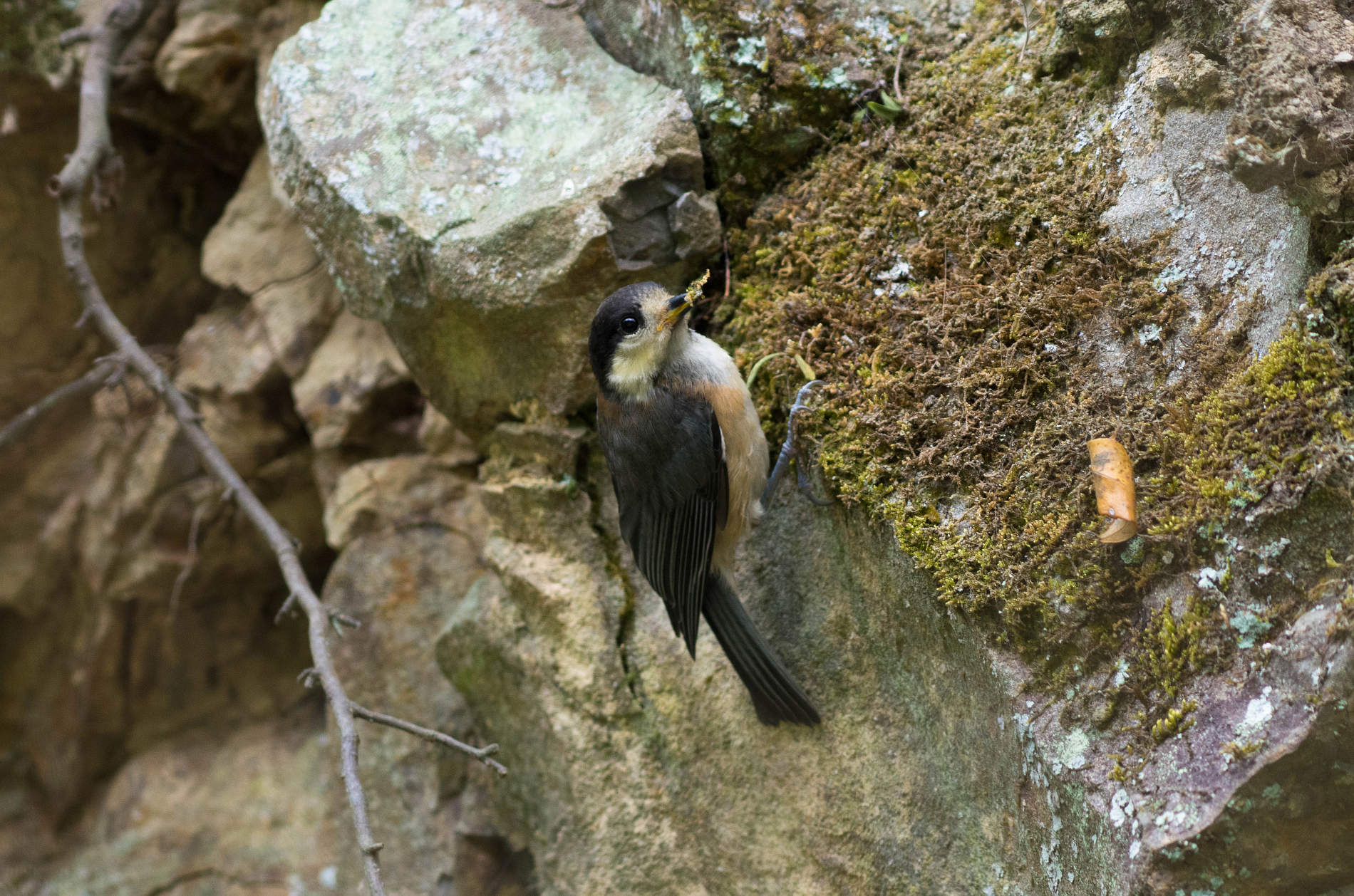 AFボーグ やBORGで撮影した野鳥・ヤマガラの写真画像