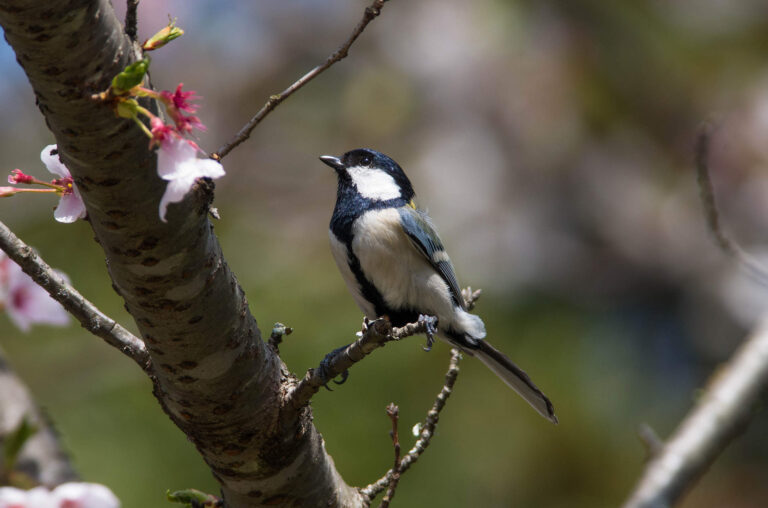 AFボーグ やBORGで撮影した野鳥・シジュウカラの写真画像