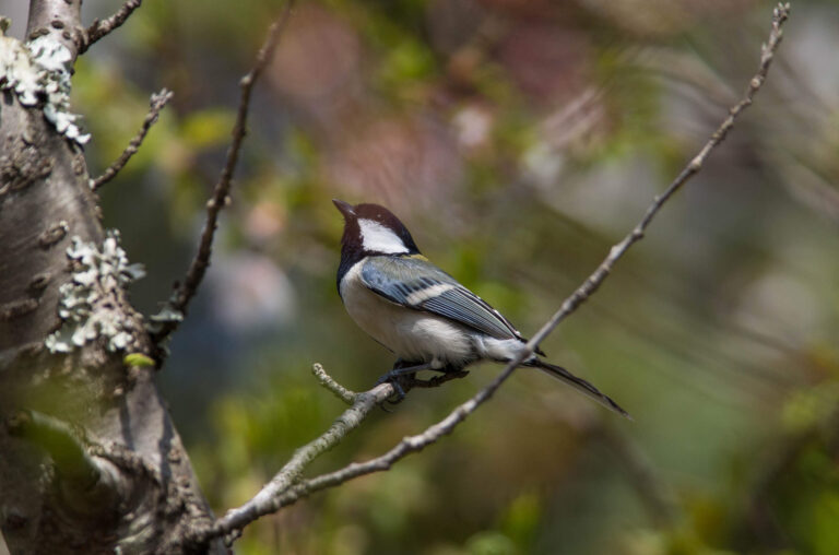 AFボーグ やBORGで撮影した野鳥・シジュウカラの写真画像