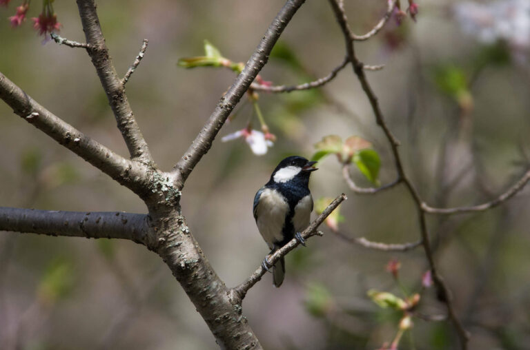 AFボーグ やBORGで撮影した野鳥・シジュウカラの写真画像
