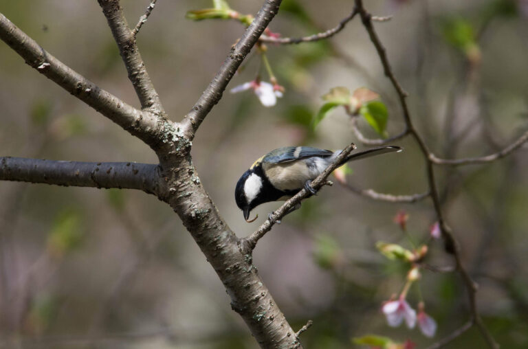 AFボーグ やBORGで撮影した野鳥・シジュウカラの写真画像