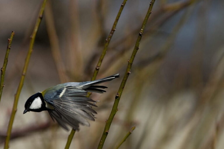 AFボーグ やBORGで撮影した野鳥・シジュウカラの写真画像