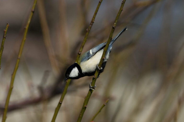 AFボーグ やBORGで撮影した野鳥・シジュウカラの写真画像