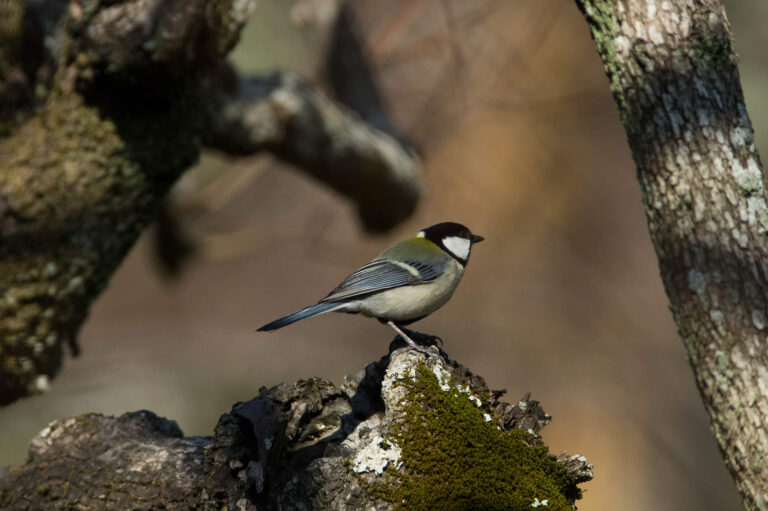 AFボーグ やBORGで撮影した野鳥・シジュウカラの写真画像