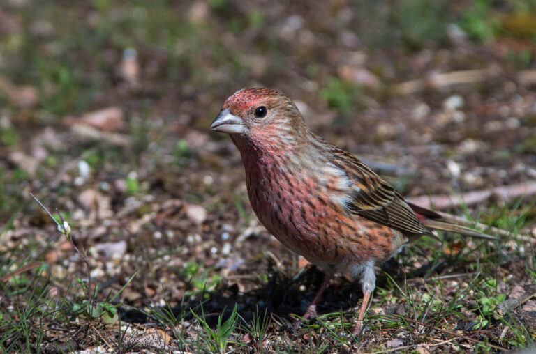 AFボーグ BORG71FLで撮影した野鳥・オオマシコの写真画像