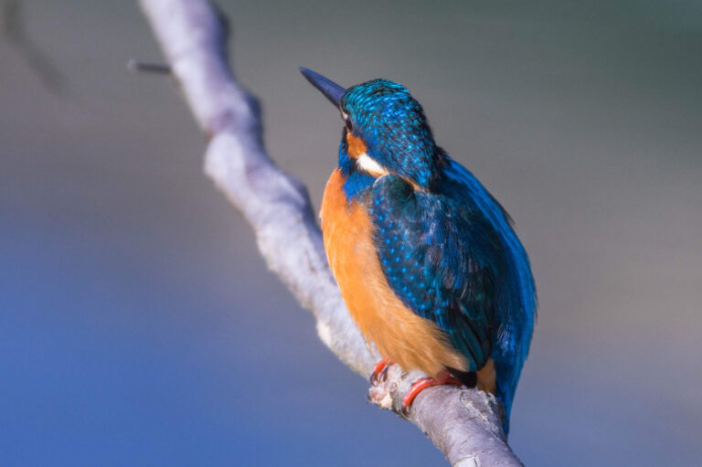 AFボーグ BORGで撮影した野鳥・カワセミの写真画像