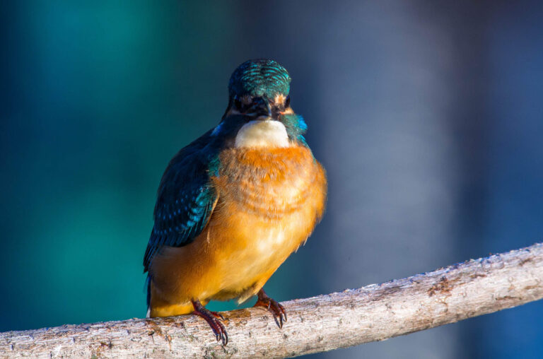 AFボーグ BORGで撮影した野鳥・カワセミの写真画像