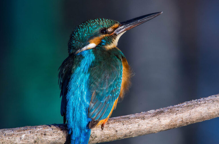 AFボーグ BORGで撮影した野鳥・カワセミの写真画像