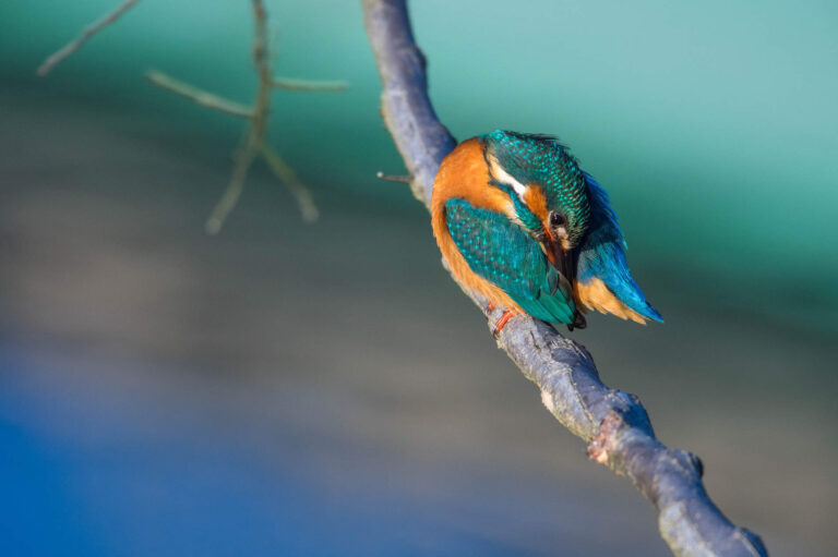 AFボーグ BORGで撮影した野鳥・カワセミの写真画像