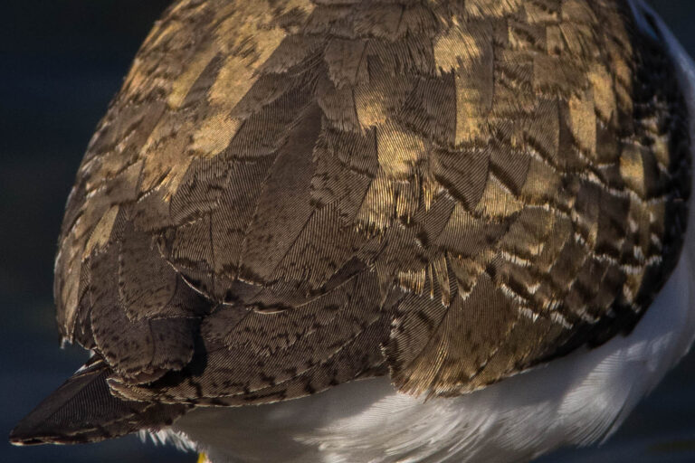 AFボーグ、BORG 71FLで撮影したイソシギの野鳥写真画像